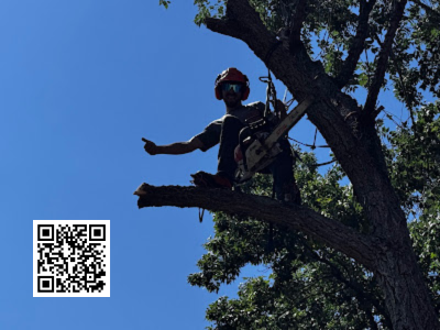 Tree service near me